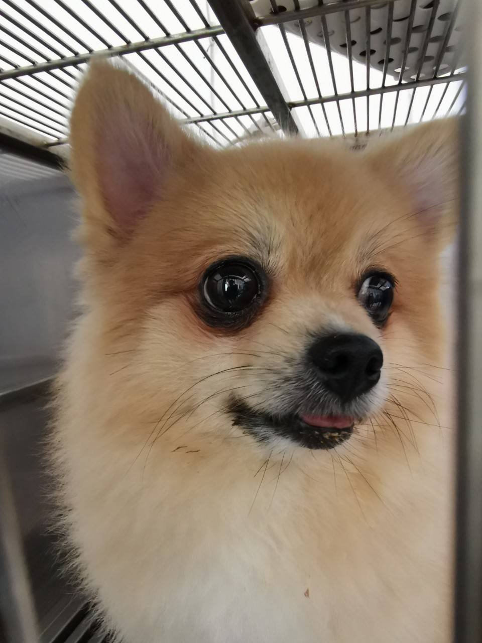 น้องไข่หวาน (อายุ 4 ปี) และน้องหนูดี (อายุ 6 ปี)  วางแผนในการผ่าตัดทำหมัน น้องไข่หวาน (อายุ 4 ปี) และน้องหนูดี (อายุ 6 ปี)  วางแผนในการผ่าตัดทำหมัน